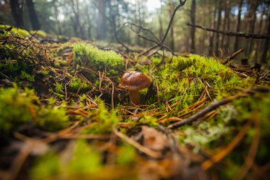 Olgun mantar topluyorum. Yeşil bir çayırın ortasında bir mantar. Ormanda eko-izm.