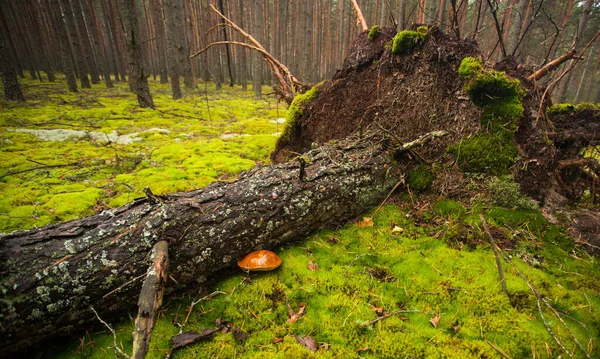 Ett Stupat Träd Med Utskjutande Rötter Mitt Skogen Polsk Svamp — Stockfoto