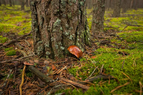 Liten Brun Svamp Med Mössa Växer Ett Träd Skogen Tjock — Stockfoto