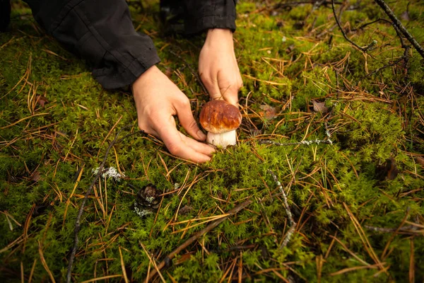 Recolector Setas Corta Pierna Del Hongo Porcini Una Mano Con —  Fotos de Stock