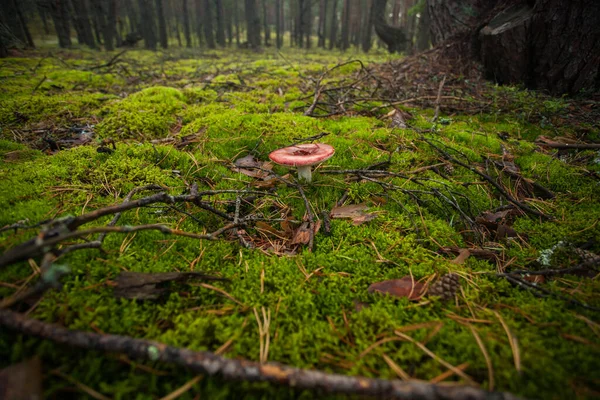 Samlar Mogen Svamp Svamp Mitt Grön Äng Ekoturism Skogen — Stockfoto