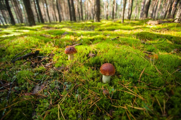 Två Porcinsvampar Grön Äng Skogen Ekoturism Vacker Skog Svampar Med — Stockfoto