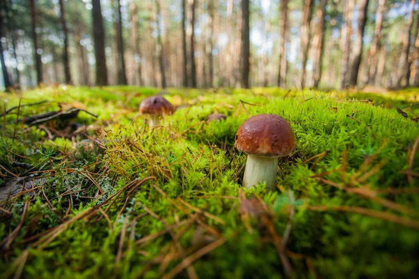 Två Porcinsvampar Grön Äng Skogen Ekoturism Vacker Skog Svampar Med — Stockfoto