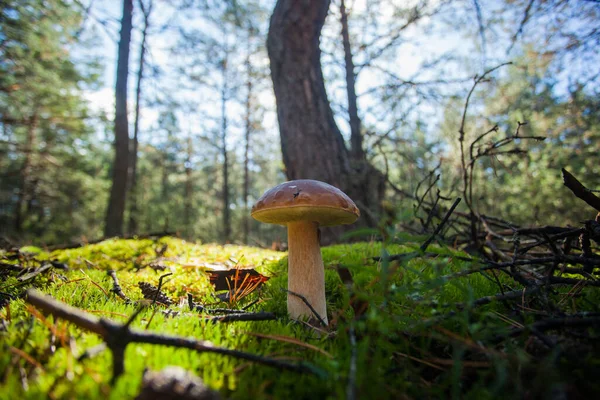 Beautiful Porcini Mushroom High Leg Large Cap Rare Mushroom Background — Stock Photo, Image