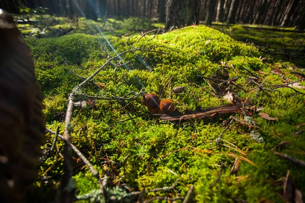 Grön Äng Skogen Där Svamp Växer Svampplockning Ekologi Ren Luft — Stockfoto