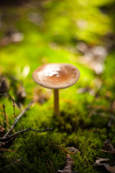 Vacker Vit Svamp Tunn Stjälk Makro Skott Svamp Mössa Med — Stockfoto