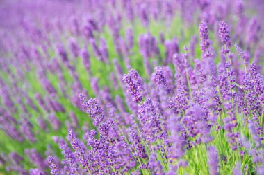 Gün batımında lavanta çalıları, lavanta tarlası, lavanta bahçeleri. Lavanta çiçeği tarlası, doğal arkaplan görüntüsü.