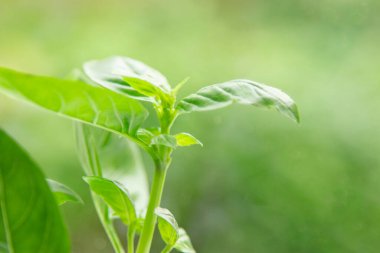 Taze fesleğen yaprakları. sağlık için baharat, uygun beslenme