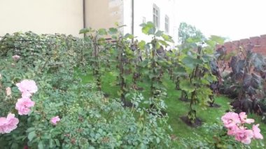 Üzüm bağında ya da meyve bahçesinde pembe gül çalısı, 4k video.,
