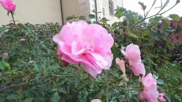 Rose bud. 4K viedo. Beautiful rose with green leaves branch fluttering in the wind in the garden. — Stock Video