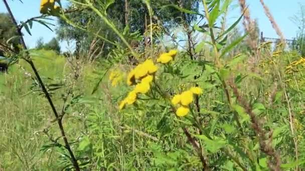 Пиловий пижмовий Танацетум вульгард, Крупним планом пижмовий квітка, лікарська рослина, альтернативна медицина — стокове відео