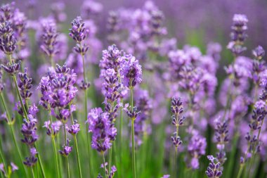 Gün batımında lavanta çalıları, lavanta tarlası, lavanta bahçeleri. Lavanta çiçeği tarlası, doğal arkaplan görüntüsü. Lavanta tarlalarının manzarası çok güzel..