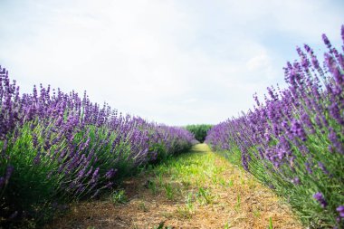 Gün ışığında lavanta tarlası. Lavanta Tarlası, resmi görevliler. Lavanta tarlasının güzel görüntüsü. Lavanta çiçeği tarlası, Nat için görüntü..