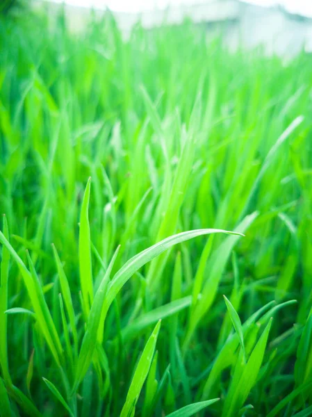 Frisch Grünes Gras Hintergrund Sonnigen Sommertag — Stockfoto