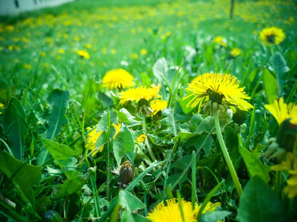 Green Field Yellow Dandelions Closeup Yellow Spring Flowers Ground — Stock Photo, Image