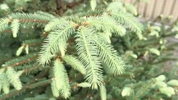 Kvist spiste med unge nåler. Spraynåler, bartrær grener, nærskudd. Evergreen tre, skog. etnovitenskap – stockvideo