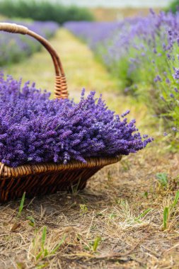 Taze kesilmiş lavanta çiçekleriyle dolu bir sepet lavanta çalısı. Spa konsepti, aromaterapi, kozmetoloji. Yumuşak seçici odak.