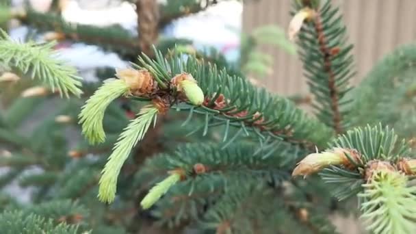 Zweig Mit Jungen Nadeln Gefressen Fichtennadeln Nadelzweige Nahaufnahme Immergrüner Baum — Stockvideo