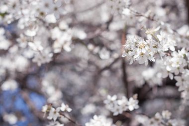Narin yeni bahar dalları çiçek açan erik ağacı vişne ağacı,