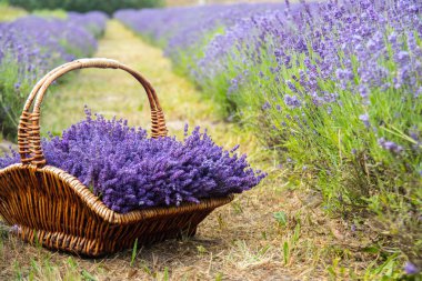 Taze kesilmiş lavanta çiçekleriyle dolu bir sepet lavanta çalısı. Spa konsepti, aromaterapi, kozmetoloji. Yumuşak seçici odak.