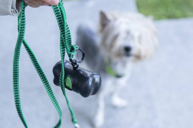 Köpek kunduz York yürümek istiyor, tasmalı çanta konteynırıyla.