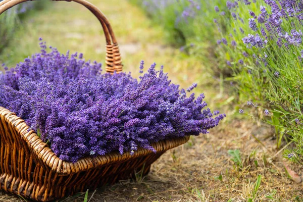 Taze kesilmiş lavanta çiçekleriyle dolu bir sepet lavanta çalısı. Spa konsepti, aromaterapi, kozmetoloji. Yumuşak seçici odak