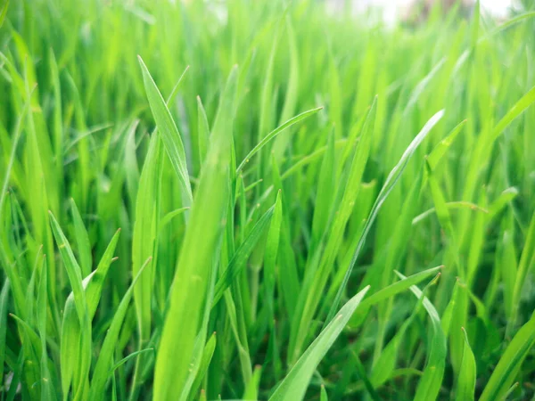 Fresh green grass background in sunny summer day,