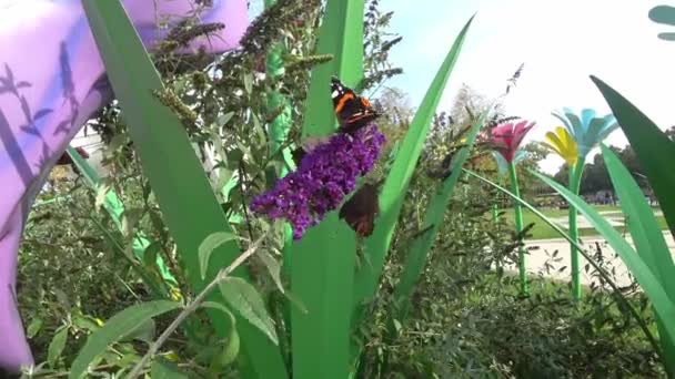 Крупним планом тремтяча гілка, наповнена крихітними фіолетовими квітами, велика метелик харчується в міському парку. 4k — стокове відео