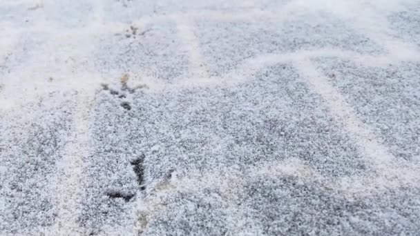Bird Paws In Fresh Snow covered ground In cold Winter. bird footprints in the snow. loneliness as a concept — Stock Video