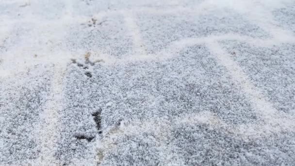 Taze Kardaki Kuş Pençeleri soğuk kışta zemini kapladı. Karda kuş ayak izleri. Yalnızlık bir kavram. — Stok video