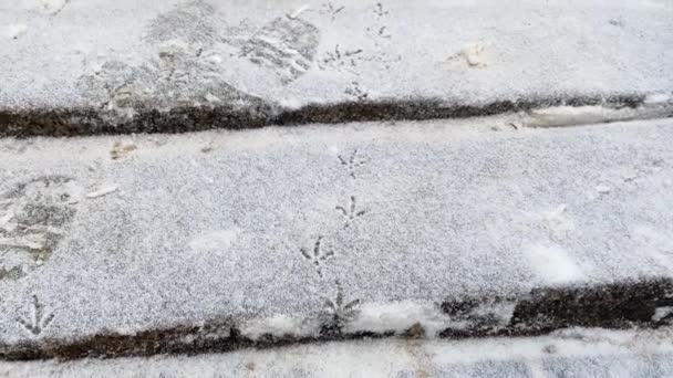 寒い冬には新鮮な雪の中で鳥の足が地面を覆いました。雪の中の鳥の足跡。孤独を概念として — ストック動画