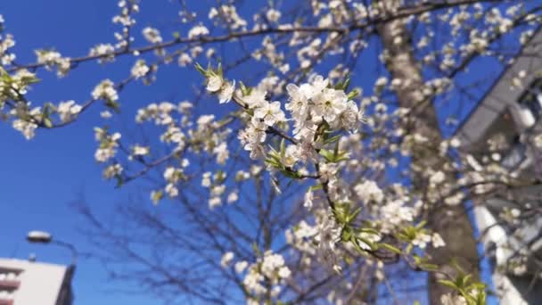 Allgemeiner Plan eines schön blühenden Apfelbaums im Frühling. Wunderbar schöner Baum gegen den blauen Himmel. — Stockvideo