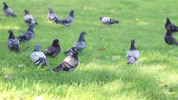 Група голубів на вулиці. птахи в місті, концепція природи — стокове відео