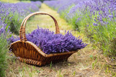 Taze kesilmiş lavanta çiçekleriyle dolu bir sepet lavanta çalısı. Spa konsepti, aromaterapi, kozmetoloji. Yumuşak seçici odak.