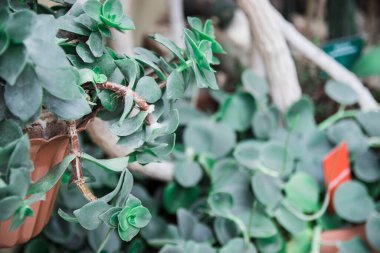 Doku yeşili dikenli kaktüs, yakın plan, güzel arka plan. Güneşli havalarda yoğun büyüyen kaktüsler Afrika kıtasında yetişir. Görünmeyen çok keskin dikenler. Ev dekoru