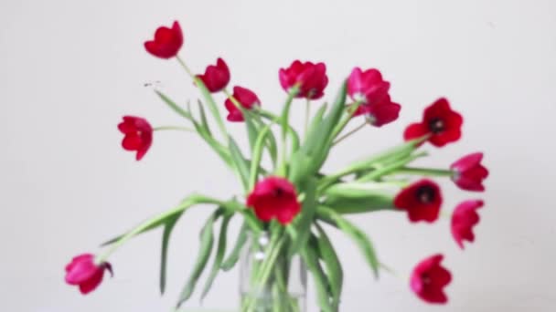 Bukiet czerwonych tulipanów na białym drewnianym tle. Dzień Wiosny i Kobiet, Dzień Matki, 8 marca, Wszystkiego najlepszego z okazji Wielkanocy, Walentynki, Urodziny. Świeże czerwone tulipany. — Wideo stockowe