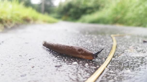 Csiga mászik a vizes talajon. csiga csúszó láb aszfalton a városi parkban esőben. Csiga mozgó csápja szemekkel. Állatok a városban. — Stock videók