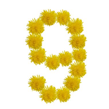 Çiçeklerin dokuzu, karahindiba figürleri, izole edilmiştir..