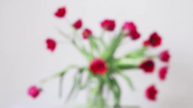 Beyaz ahşap arka planda bir buket kırmızı lale. Bahar ve Kadın Günü, Anneler Günü, 8 Mart, Paskalya, Sevgililer Günü, Doğum Günü. Taze kırmızı laleler.