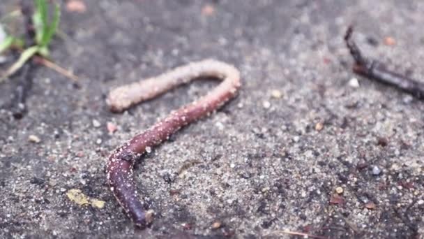 아스팔트에 서식하는 지렁이는 외로워 보이는 생물 휴머 러스, 생태학적 개념 — 비디오