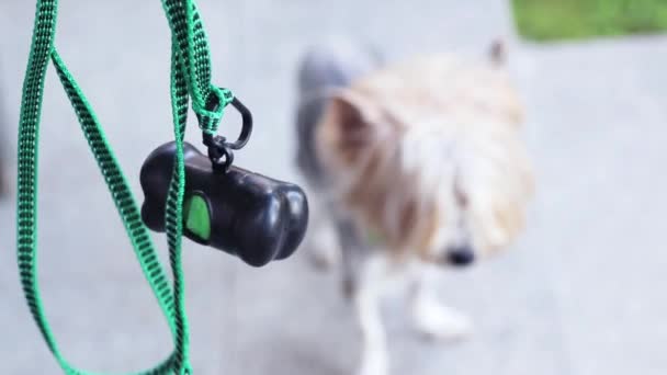 Pies bóbr york chce chodzić, smycz z worek pojemnik, — Wideo stockowe
