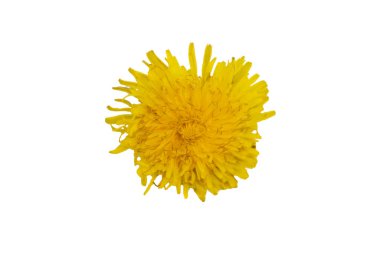 Blooming yellow dandelion on a white background. Dandelion flower head with clipping path, overhead shot. Taraxacum head in white scene.
