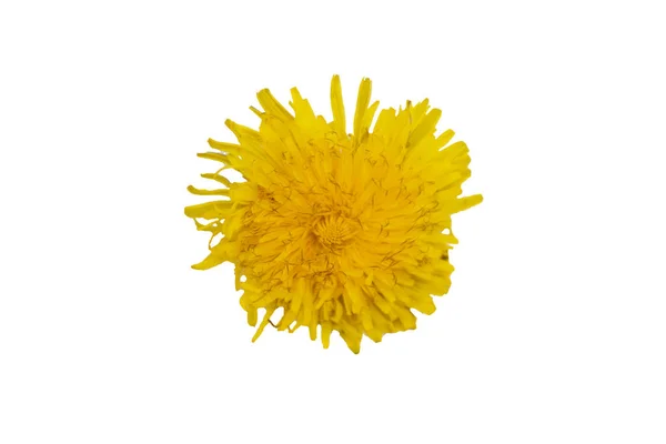 Blooming yellow dandelion on a white background. Dandelion flower head with clipping path, overhead shot. Taraxacum head in white scene.