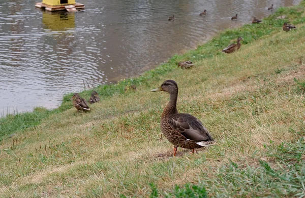 Duck Standing Shore Pond — Stok fotoğraf