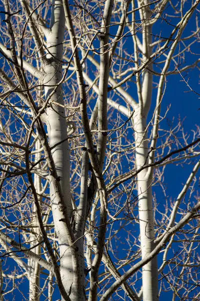 Topos Nus Das Árvores Álamo Encontro Céu Azul Iluminado Lado — Fotografia de Stock