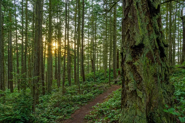 Stig Lummig Grön Skog Med Höga Tallar Bakgrundsbelysta Solen — Stockfoto