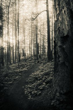 Güneşin aydınlattığı uzun çam ağaçlarıyla dolu yemyeşil bir ormanda yol..