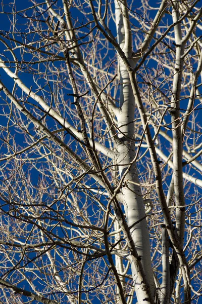Topos Nus Das Árvores Álamo Encontro Céu Azul Iluminado Lado — Fotografia de Stock