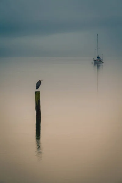 Great Blue Heron Standing Piling Cloudy Day Reflection Water — Stock Photo, Image