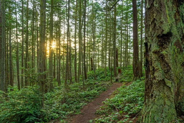 Ένα Μονοπάτι Ένα Καταπράσινο Δάσος Ψηλά Πεύκα Φωτισμένα Από Τον — Φωτογραφία Αρχείου